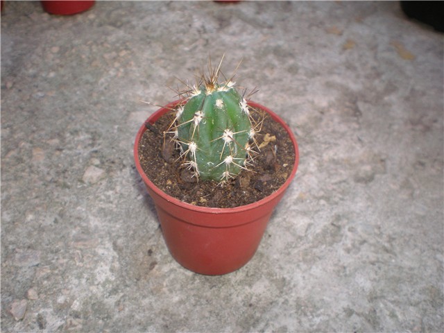 Stetsonia corinae